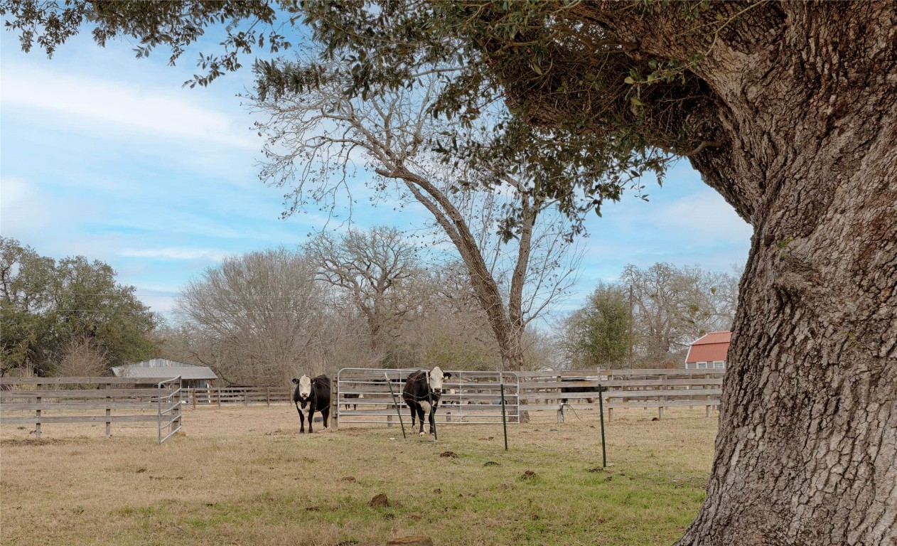 66 County Road 77D Schulenburg, TX 78956 - Photo 18 of 31 a view of backyard with trees
