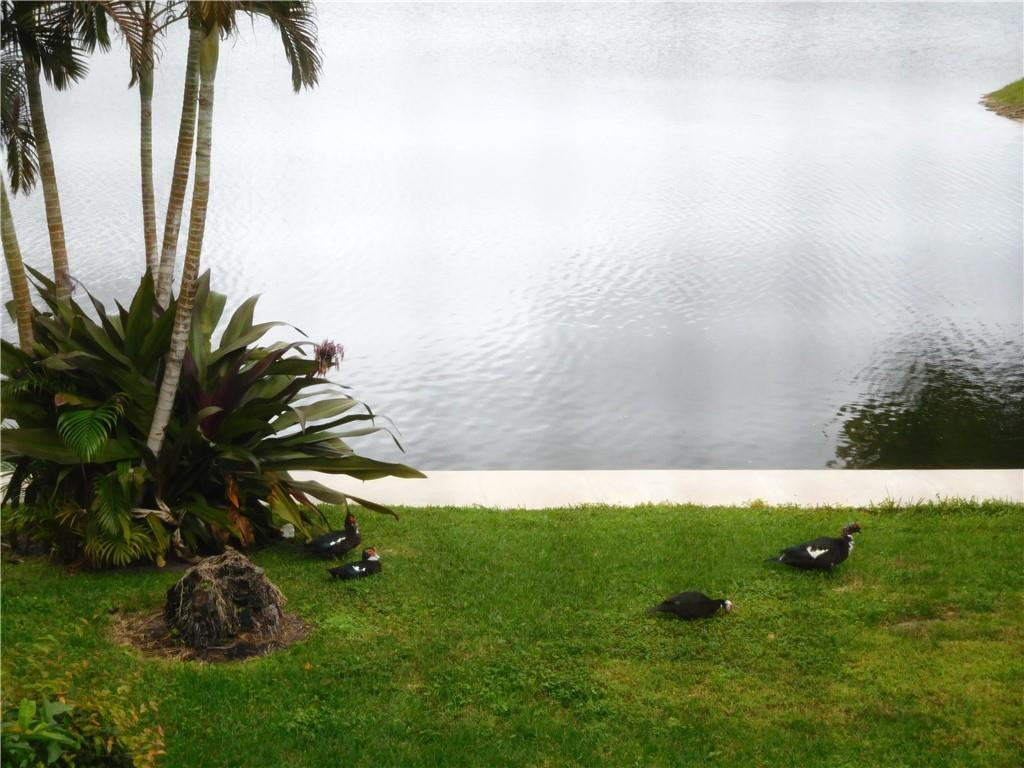 2650 Greenwood Terrace, Unit G222 Boca Raton, FL 33431 - Photo 27 of 33 Family of ducks enjoying the lake!