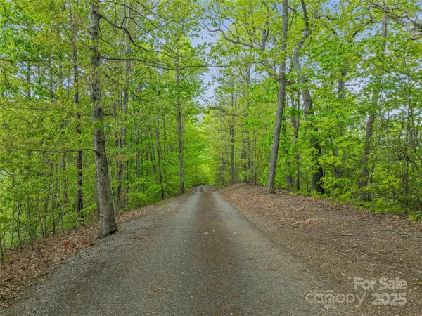 a view of a road with plants and trees