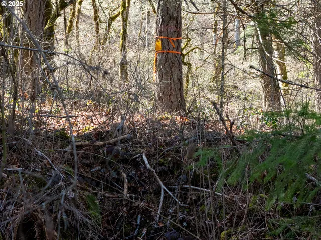 a view of water with large tree