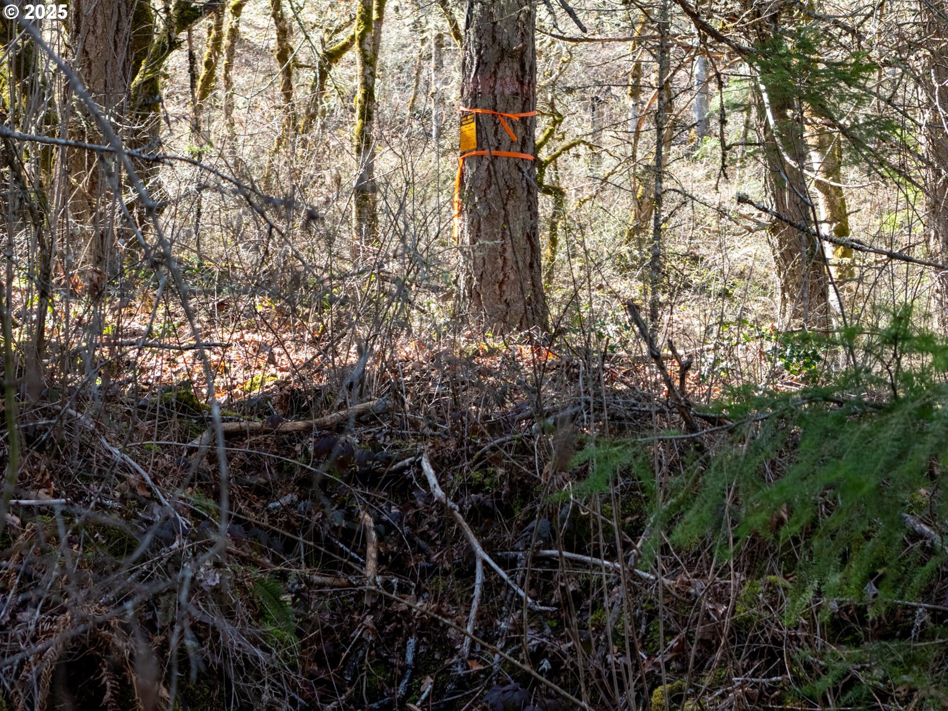 160 Major Creek Road Lyle, WA 98635 - Photo 12 of 44