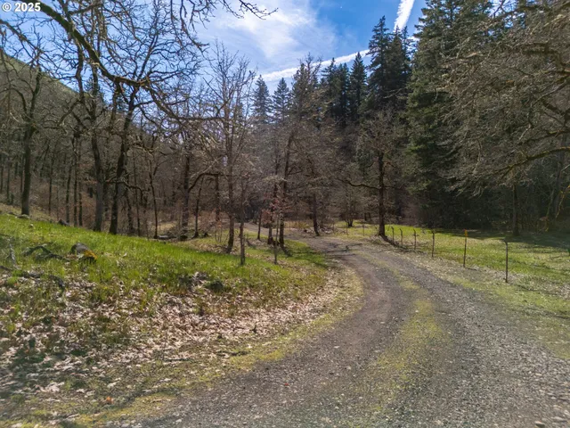 a close up of a tree in a yard