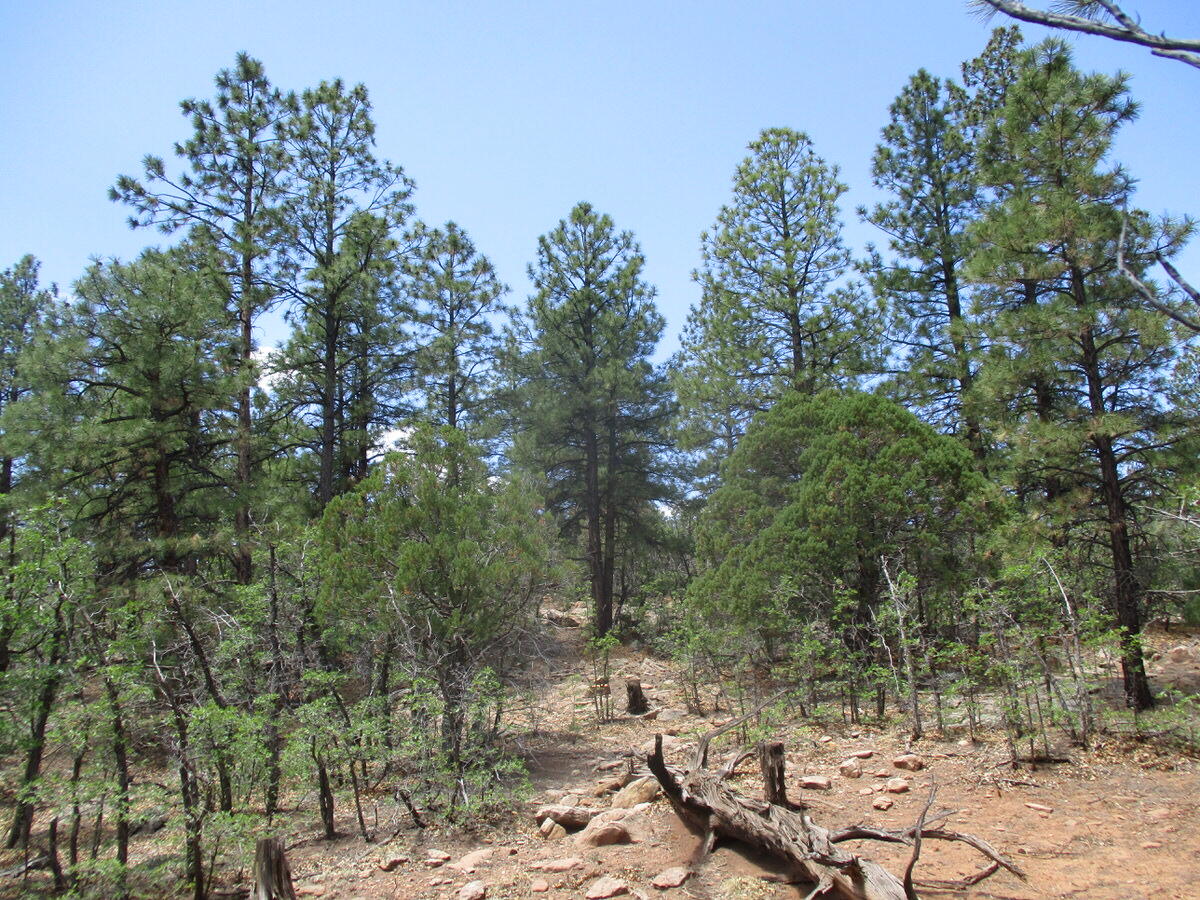 157 Forest Road Ramah, NM 87321 - Photo 15 of 71 Gallery Image 15