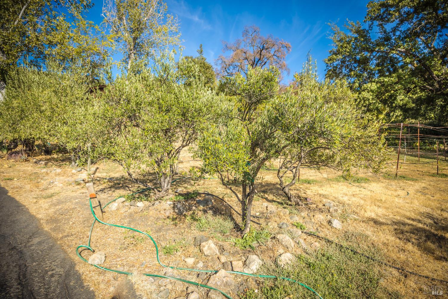 28678 River Road Cloverdale, CA 95425 - Photo 32 of 36 a view of a yard with plants and wooden fence