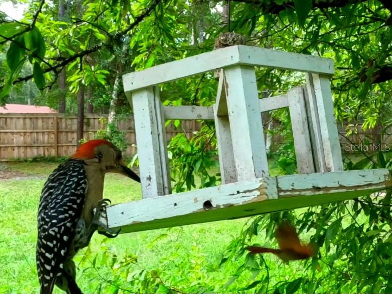 5043 Goodwin Road Brooksville, FL 34601 - Photo 34 of 47 a front view of a house with garden