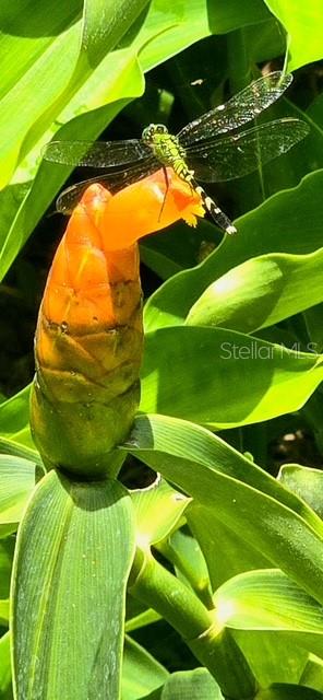 5043 Goodwin Road Brooksville, FL 34601 - Photo 35 of 47 a view of an outdoor space