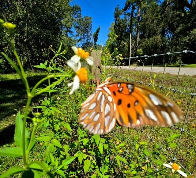 5043 Goodwin Road Brooksville, FL 34601 - Photo 36 of 47 a view of swimming pool