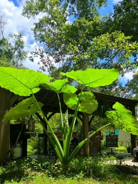 5043 Goodwin Road Brooksville, FL 34601 - Photo 38 of 47 a view of a tree in a yard