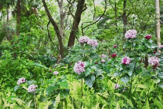5043 Goodwin Road Brooksville, FL 34601 - Photo 39 of 47 a picture of flowers