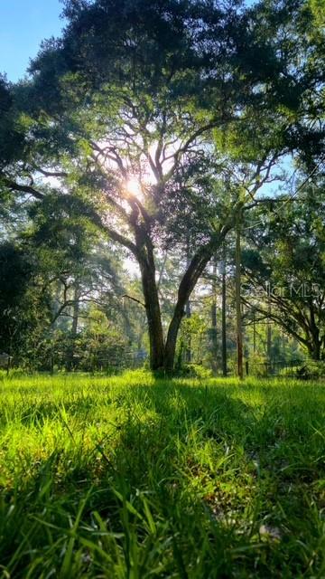 5043 Goodwin Road Brooksville, FL 34601 - Photo 4 of 47 a view of yard with green space