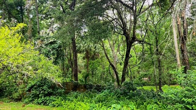 5043 Goodwin Road Brooksville, FL 34601 - Photo 41 of 47 a view of forest