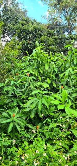 5043 Goodwin Road Brooksville, FL 34601 - Photo 43 of 47 a view of a lush green space