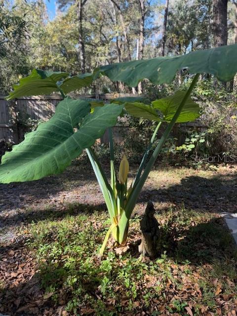 5043 Goodwin Road Brooksville, FL 34601 - Photo 44 of 47 a view of a garden with a flower in a garden