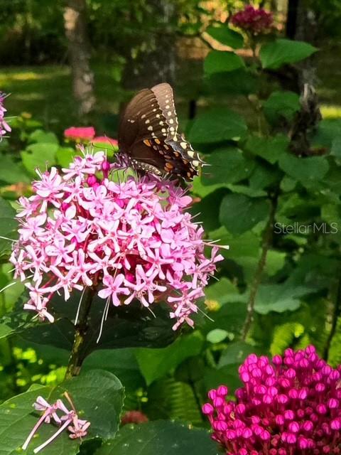 5043 Goodwin Road Brooksville, FL 34601 - Photo 7 of 47