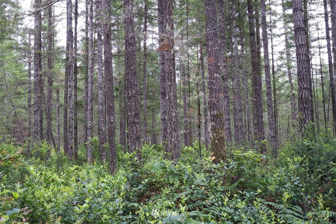 3 East Pinedirosa Rd Union Union, WA 98592 - Photo 2 of 25 Gallery Image 2