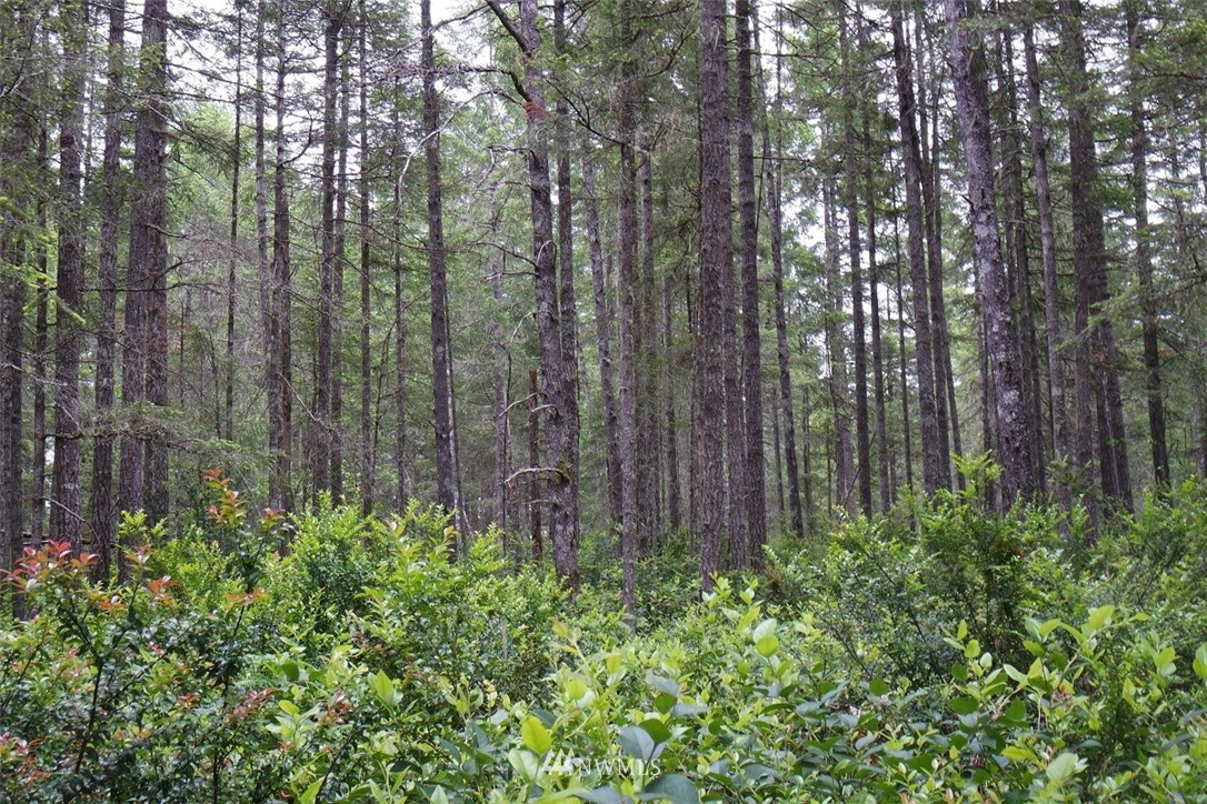 3 East Pinedirosa Rd Union Union, WA 98592 - Photo 14 of 25 Gallery Image 14