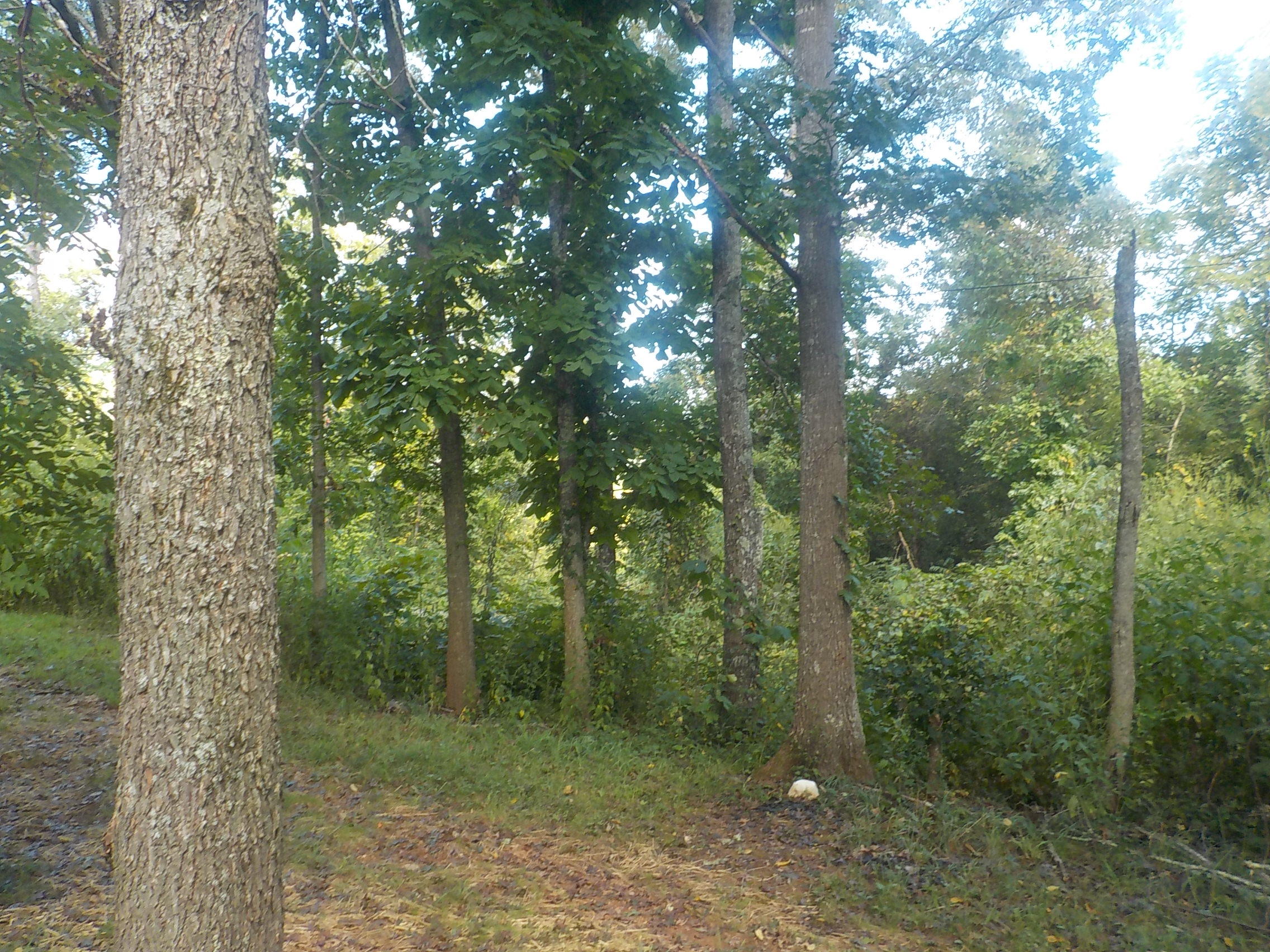 281 Peavler Lane Rutledge, TN 37861 - Photo 14 of 15 014