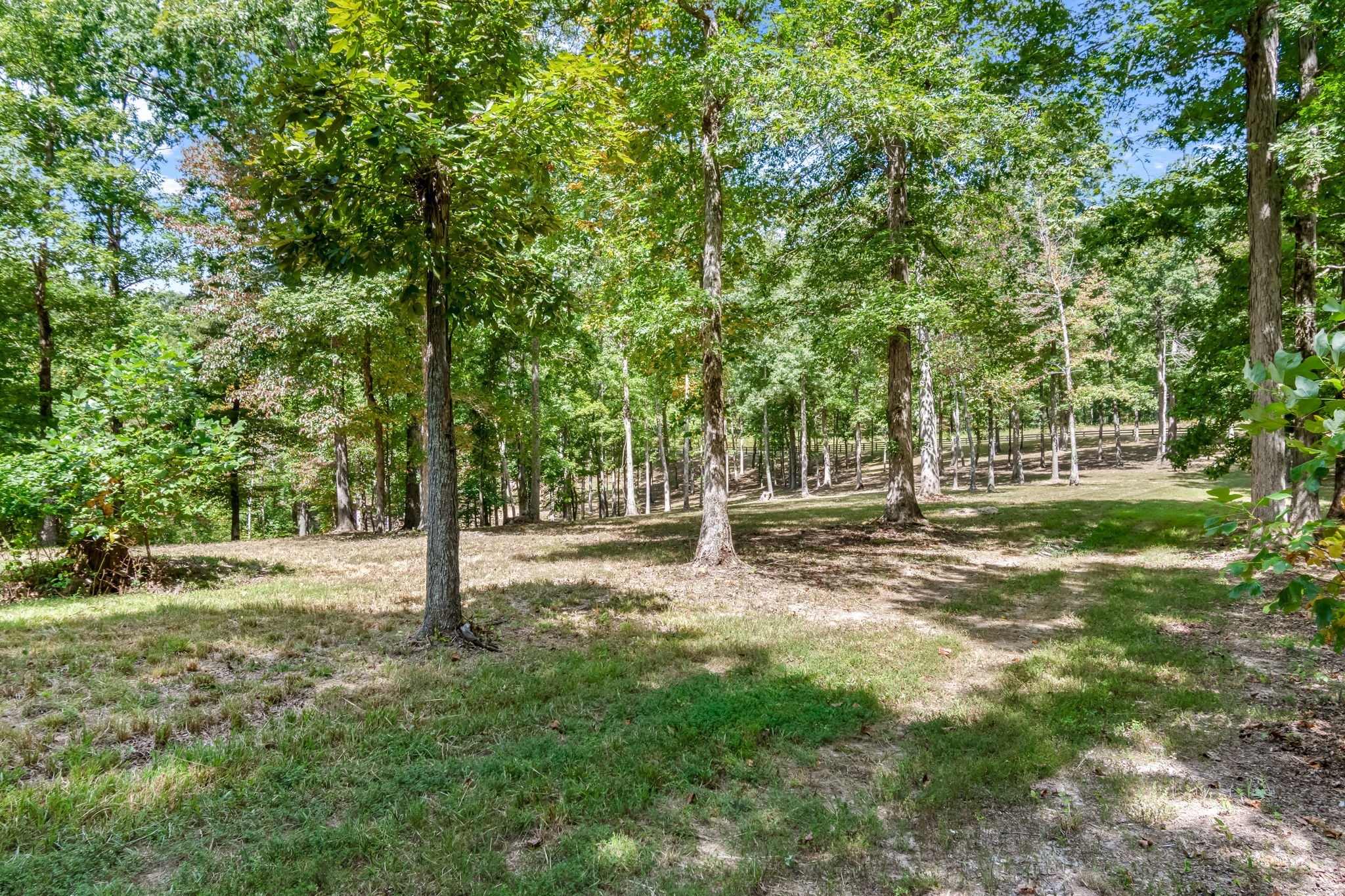 6011 Garrison Springs Road Franklin, TN 37064 - Photo 84 of 99 a view of a tree in a yard