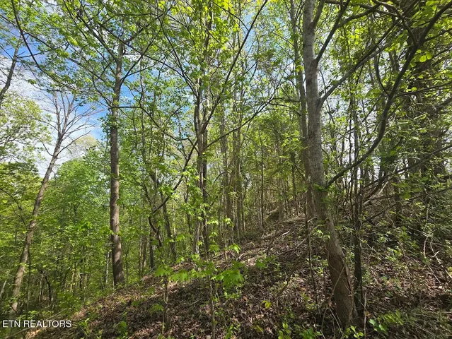 $15,900 | Lot 34 Crystal Springs Road, Rockwood, TN 37854