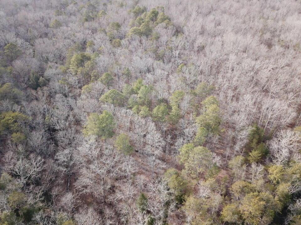 Jim Davis Road Arley, AL 35541 - Photo 17 of 23 Gallery Image 17