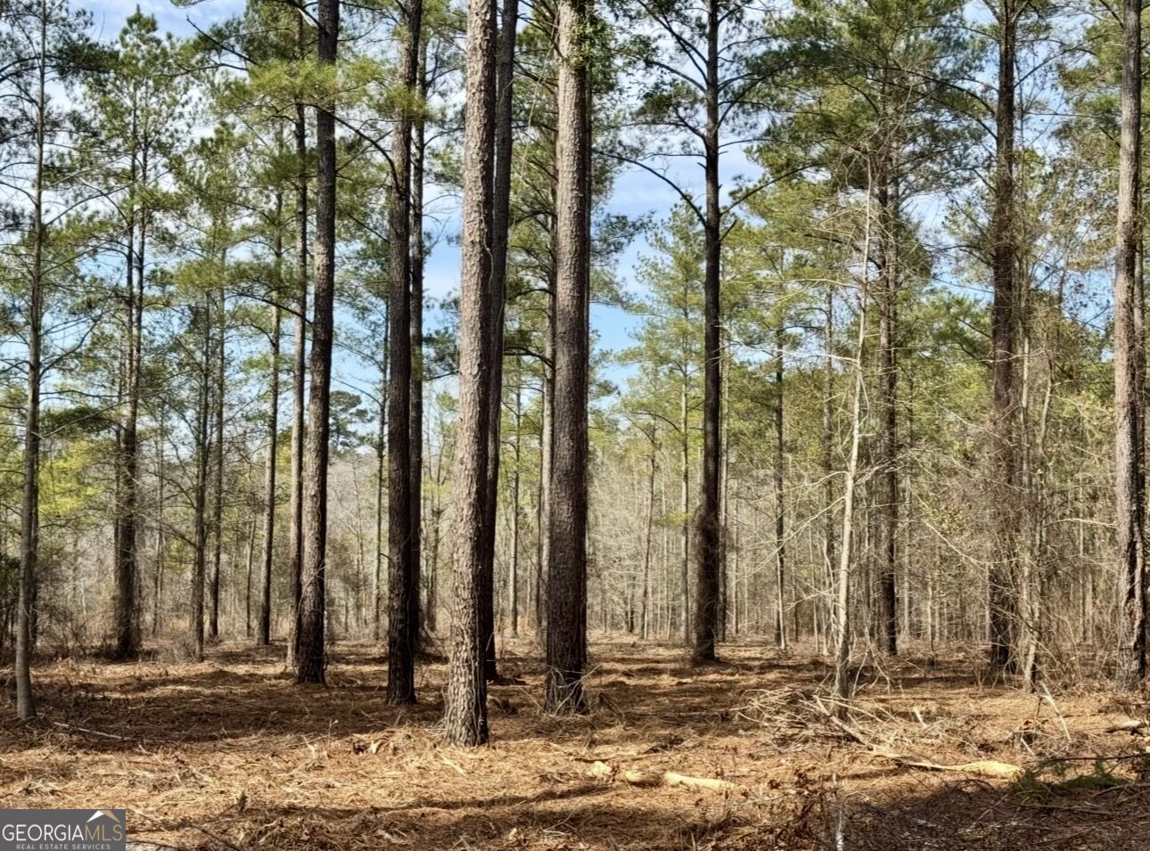 0 Mosley Bridge Road Claxton, GA 30417 - Photo 8 of 10 Gallery Image 8