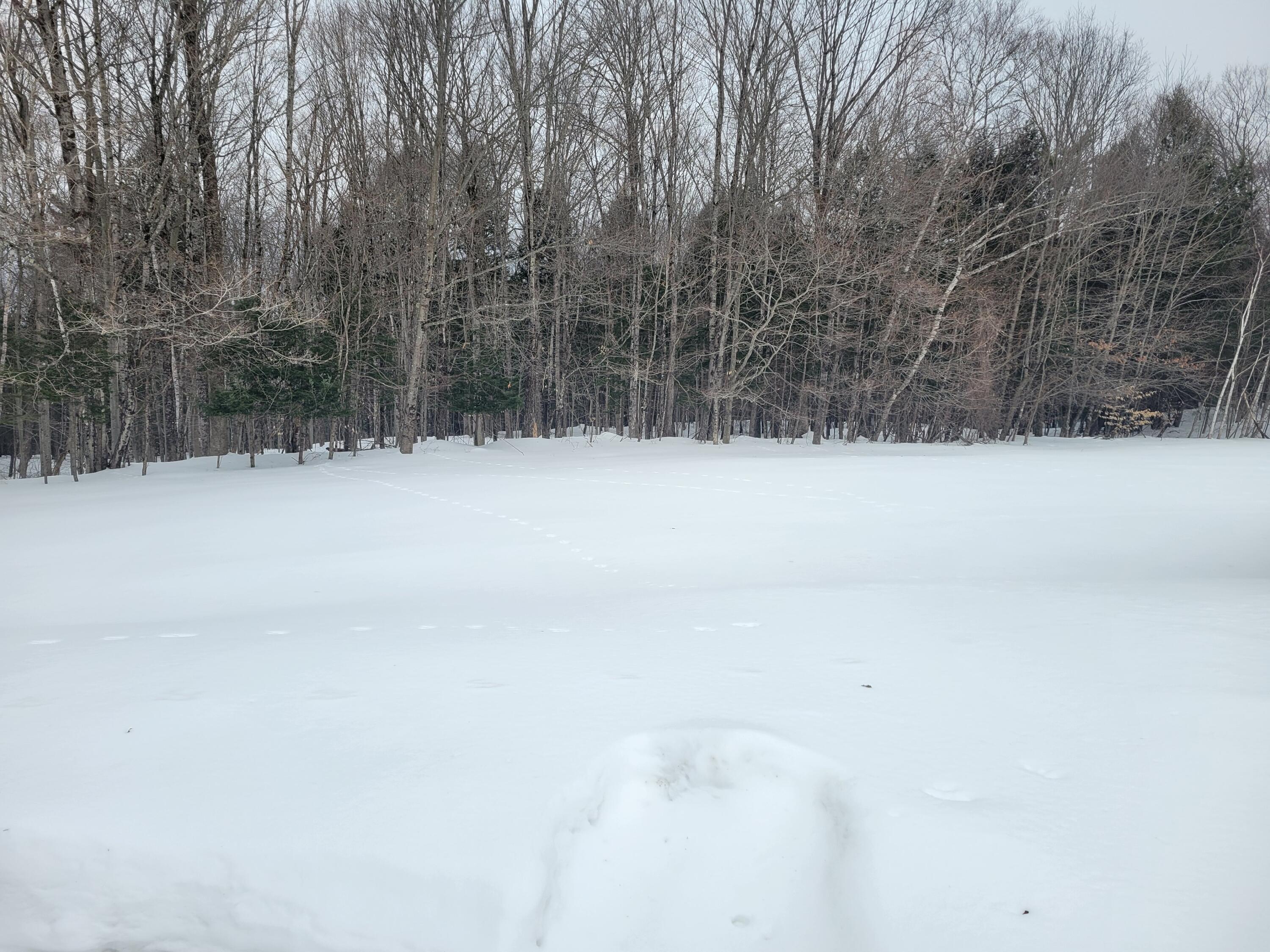 150 Galilee Road Farmington, ME 04938 - Photo 5 of 41 yard