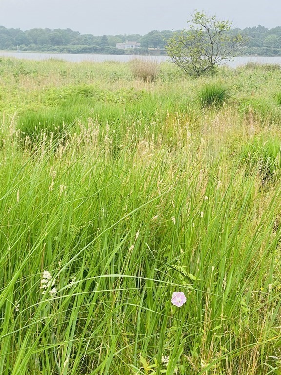 35 Plum Bush Point Road West Tisbury, MA 02568 - Photo 7 of 7 a view of lake with green field and trees