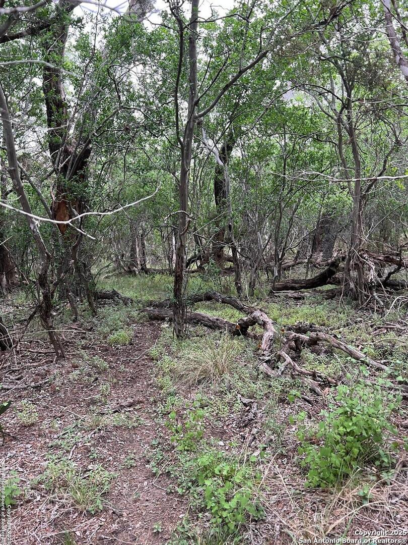 Tbd Oak Ridge Bandera, TX 78003 - Photo 14 of 27 a view of a yard with a tree