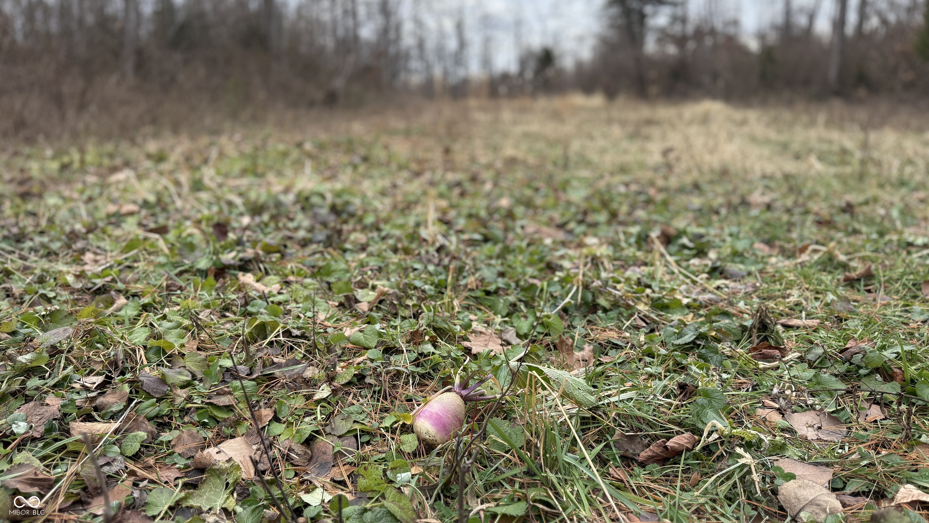 0 Steubenville Road Coal City, IN 47427 - Photo 28 of 75