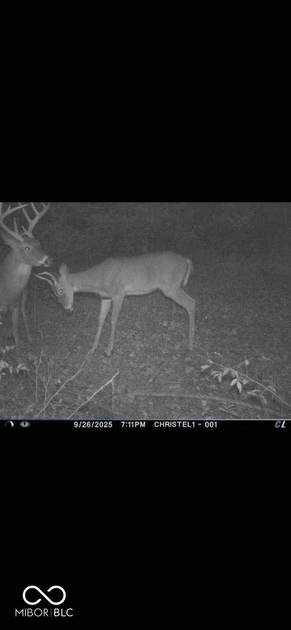 0 Steubenville Road Coal City, IN 47427 - Photo 62 of 75