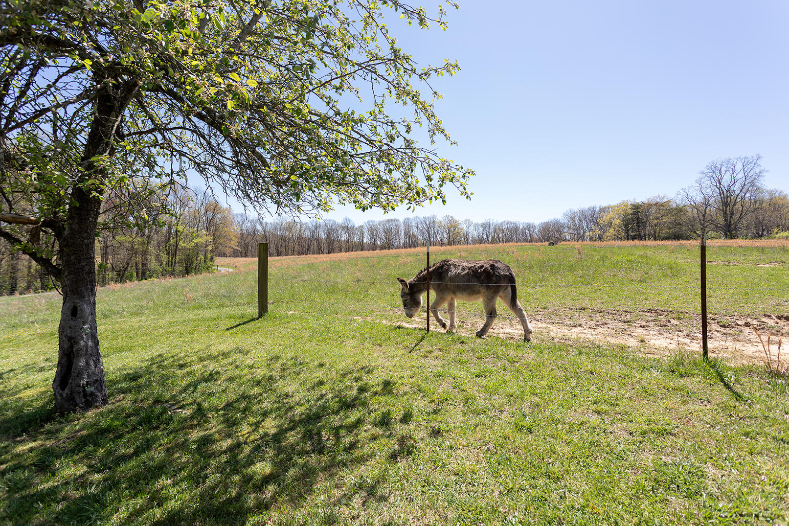 175 Twitty Road Dunlap, TN 37327 - Photo 39 of 62 4M4A9778