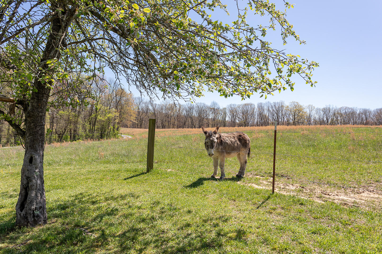 175 Twitty Road Dunlap, TN 37327 - Photo 40 of 62 4M4A9780