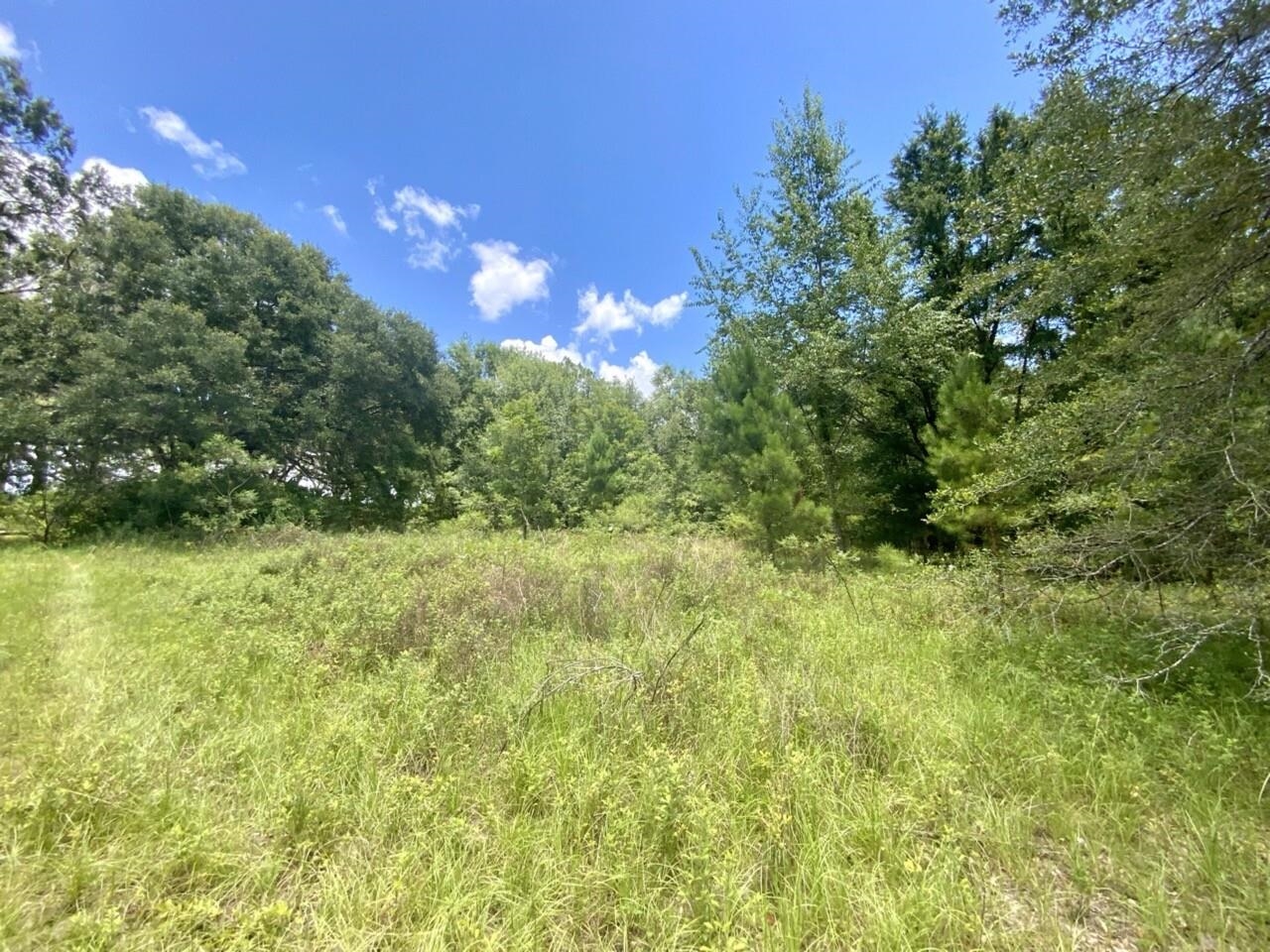 0 Northeast Dandelion Street Madison, FL 32340 - Photo 15 of 42