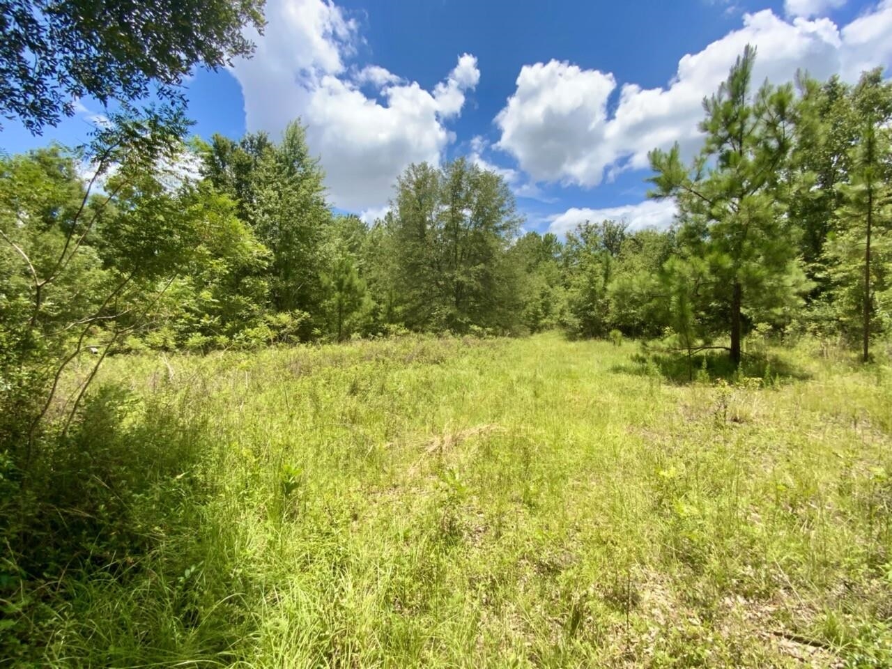 0 Northeast Dandelion Street Madison, FL 32340 - Photo 17 of 42