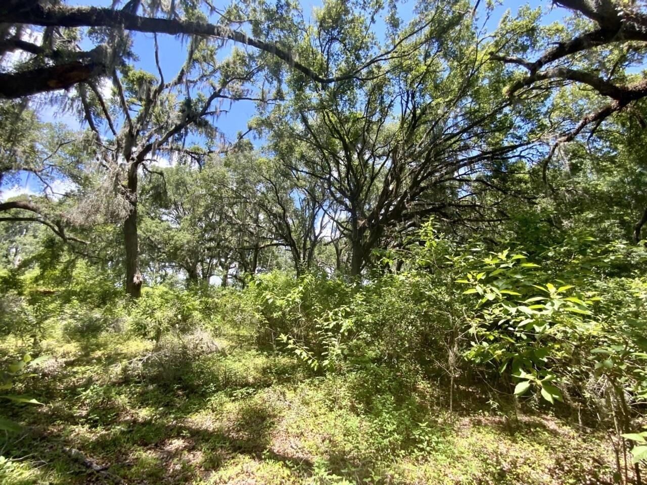 0 Northeast Dandelion Street Madison, FL 32340 - Photo 18 of 42