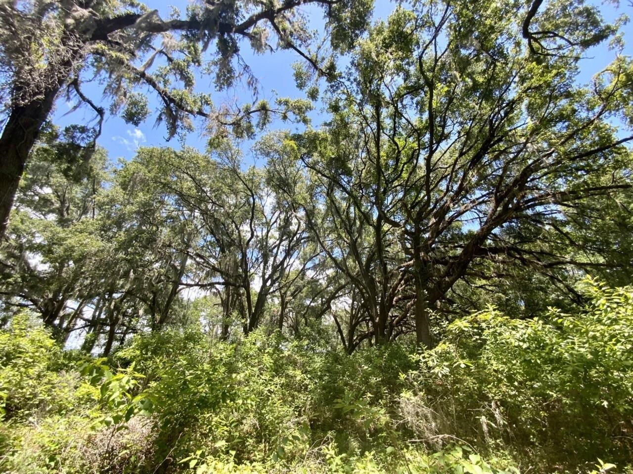 0 Northeast Dandelion Street Madison, FL 32340 - Photo 19 of 42