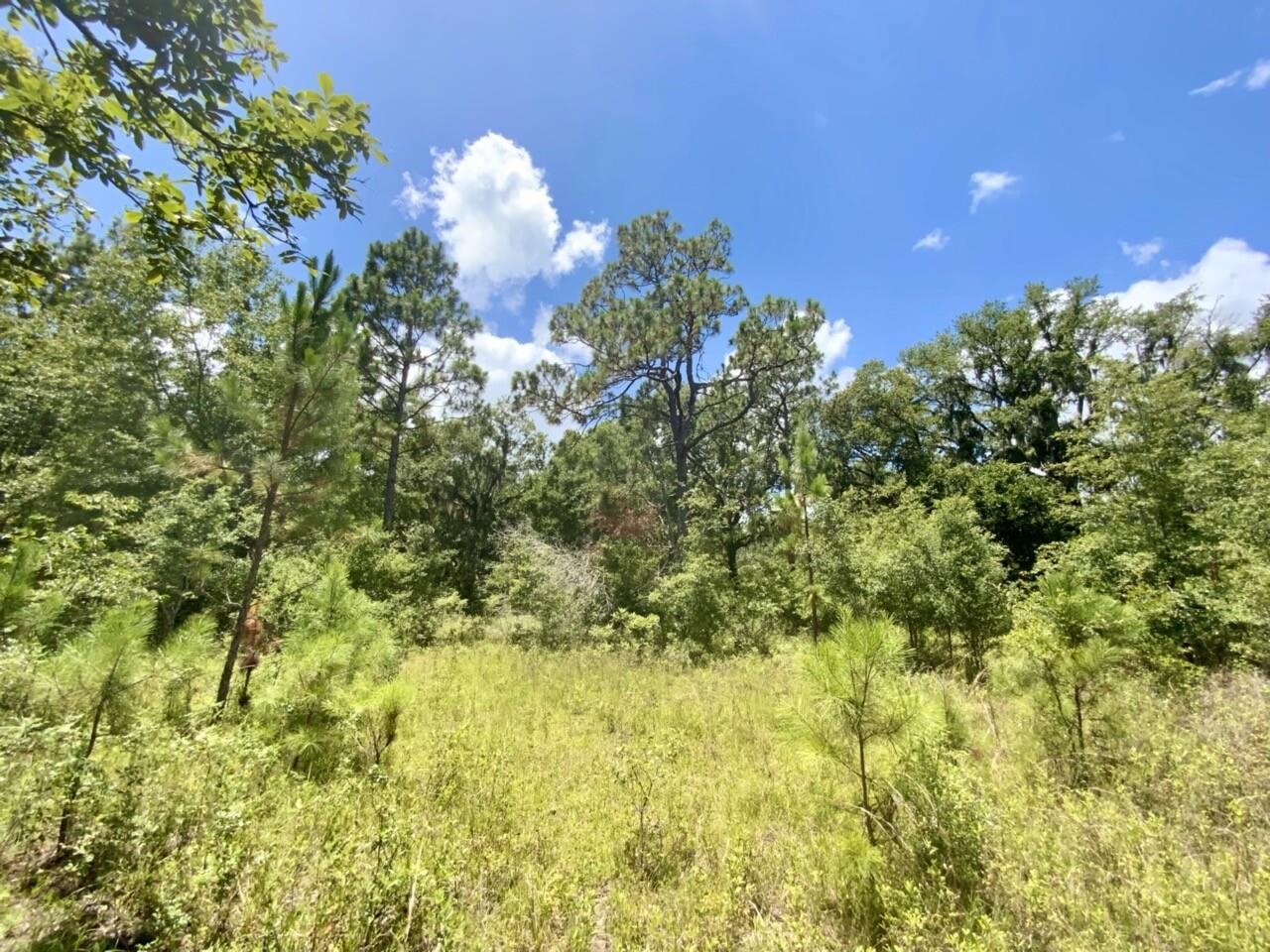 0 Northeast Dandelion Street Madison, FL 32340 - Photo 21 of 42