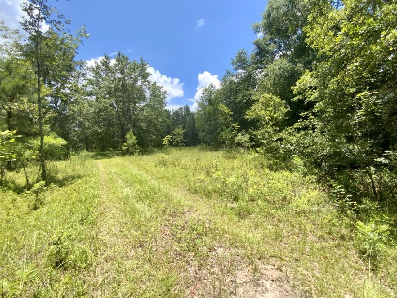 0 Northeast Dandelion Street Madison, FL 32340 - Photo 23 of 42