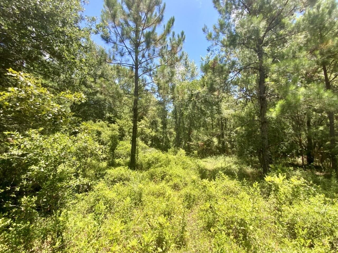 0 Northeast Dandelion Street Madison, FL 32340 - Photo 24 of 42