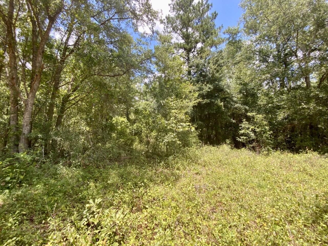 0 Northeast Dandelion Street Madison, FL 32340 - Photo 26 of 42