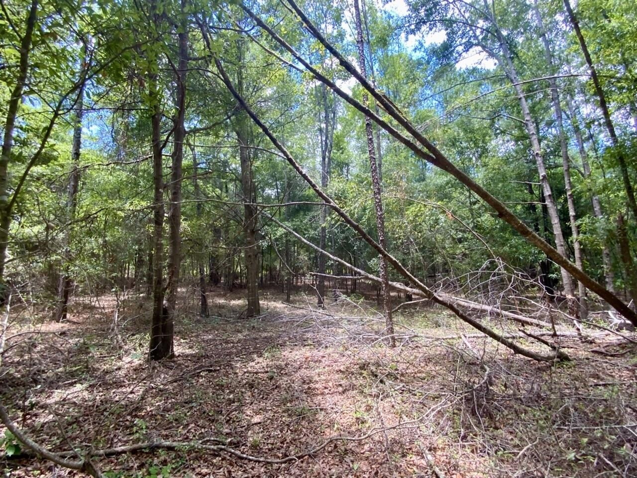 0 Northeast Dandelion Street Madison, FL 32340 - Photo 28 of 42