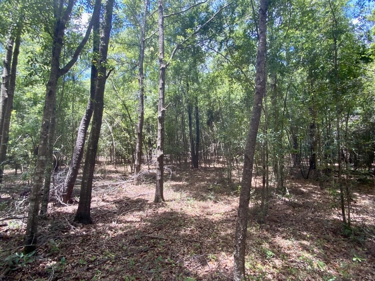 0 Northeast Dandelion Street Madison, FL 32340 - Photo 29 of 42