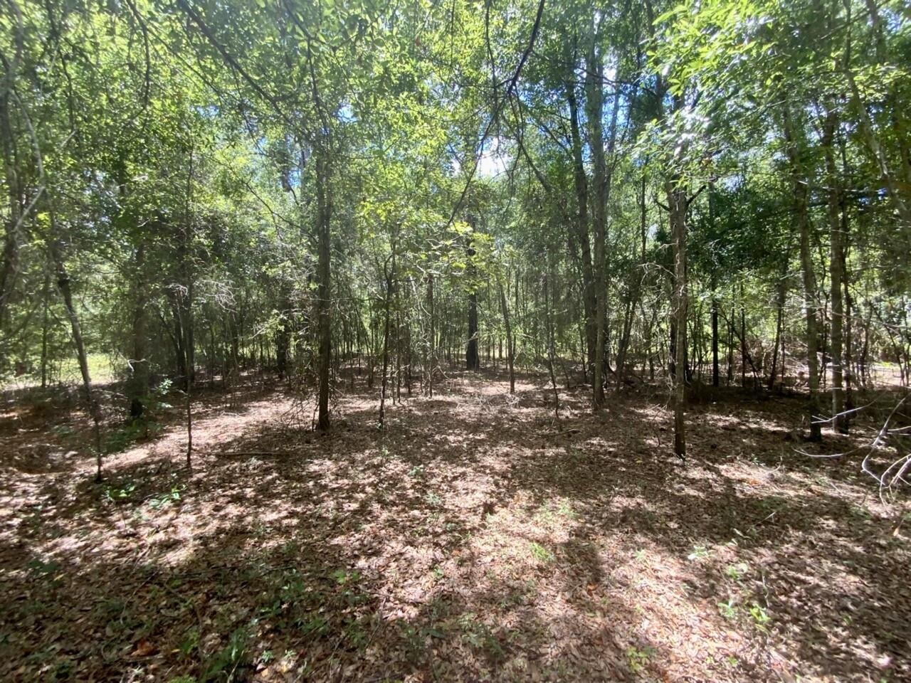 0 Northeast Dandelion Street Madison, FL 32340 - Photo 30 of 42