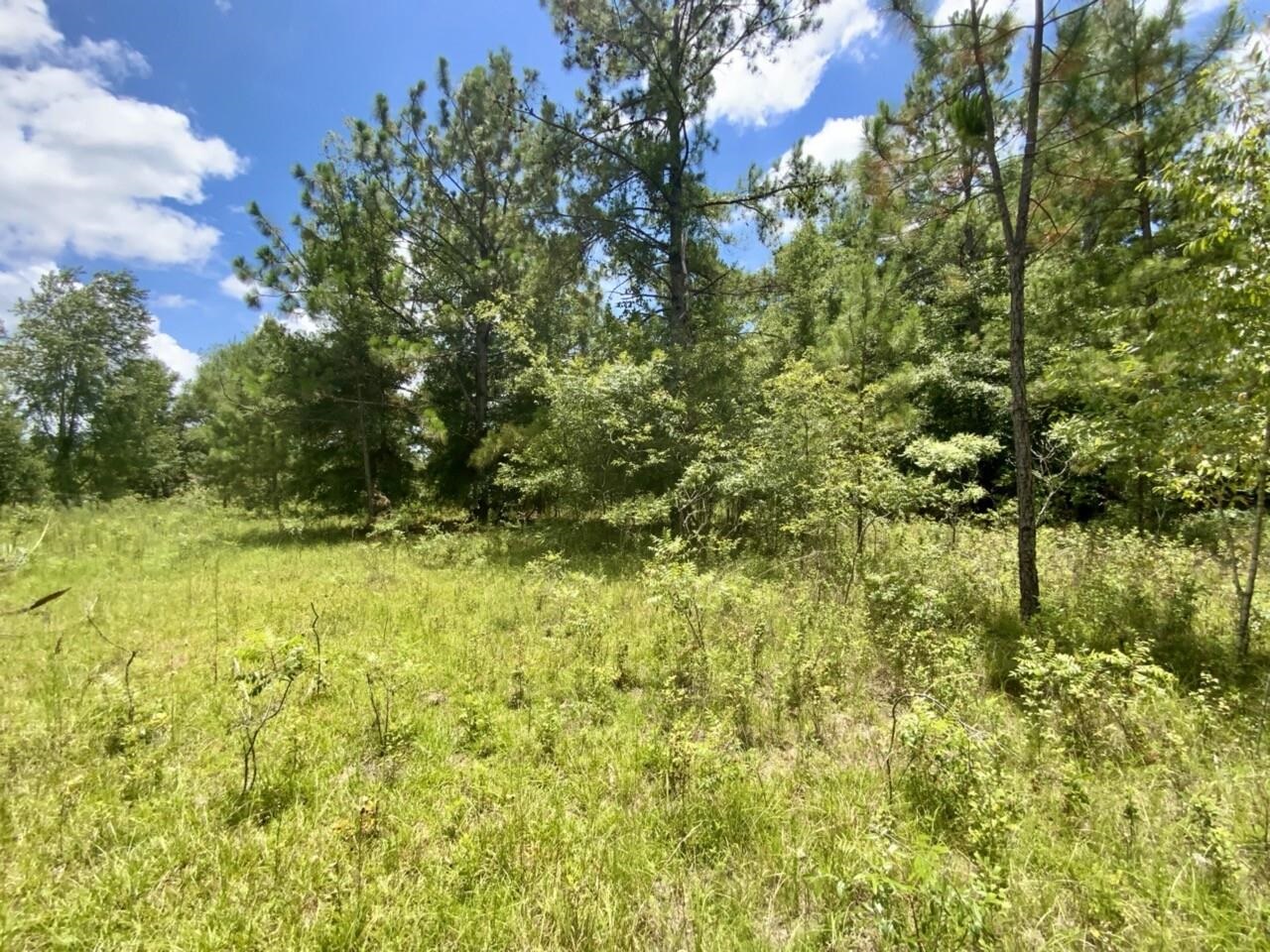 0 Northeast Dandelion Street Madison, FL 32340 - Photo 3 of 42