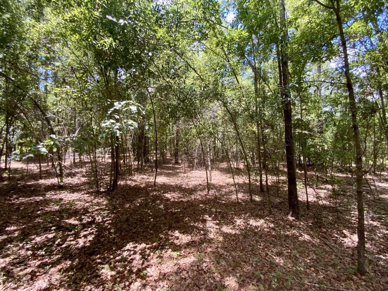 0 Northeast Dandelion Street Madison, FL 32340 - Photo 31 of 42