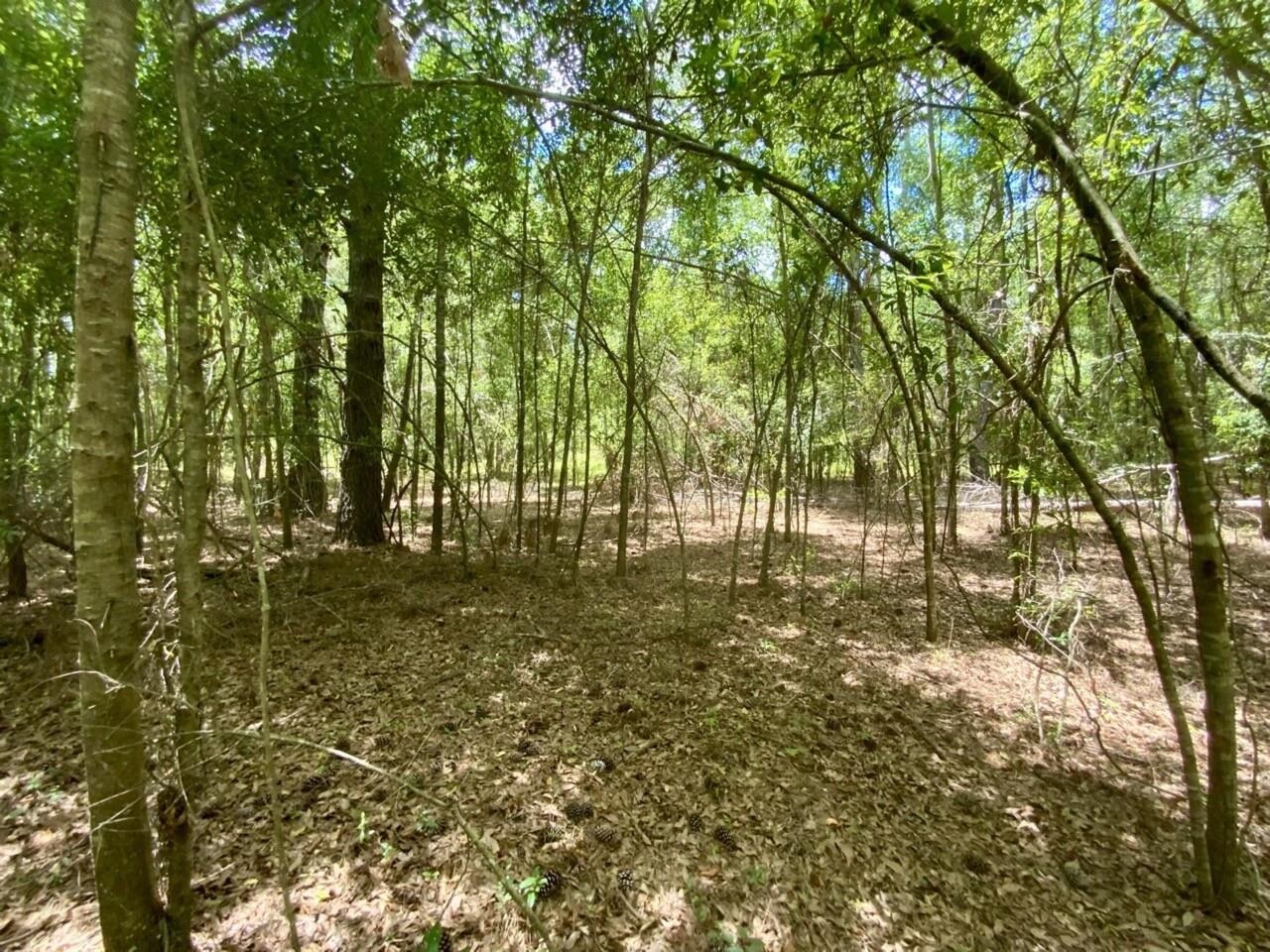 0 Northeast Dandelion Street Madison, FL 32340 - Photo 32 of 42