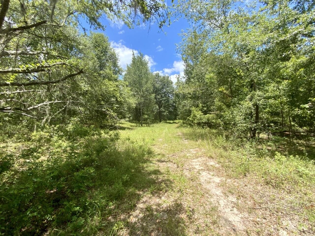 0 Northeast Dandelion Street Madison, FL 32340 - Photo 34 of 42