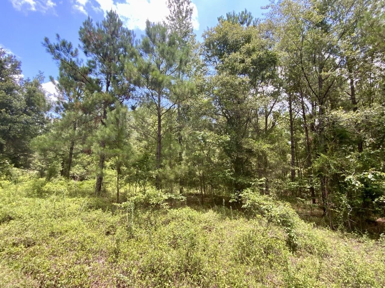 0 Northeast Dandelion Street Madison, FL 32340 - Photo 36 of 42