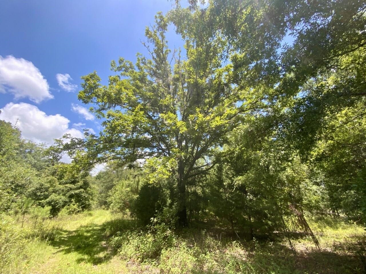 0 Northeast Dandelion Street Madison, FL 32340 - Photo 40 of 42