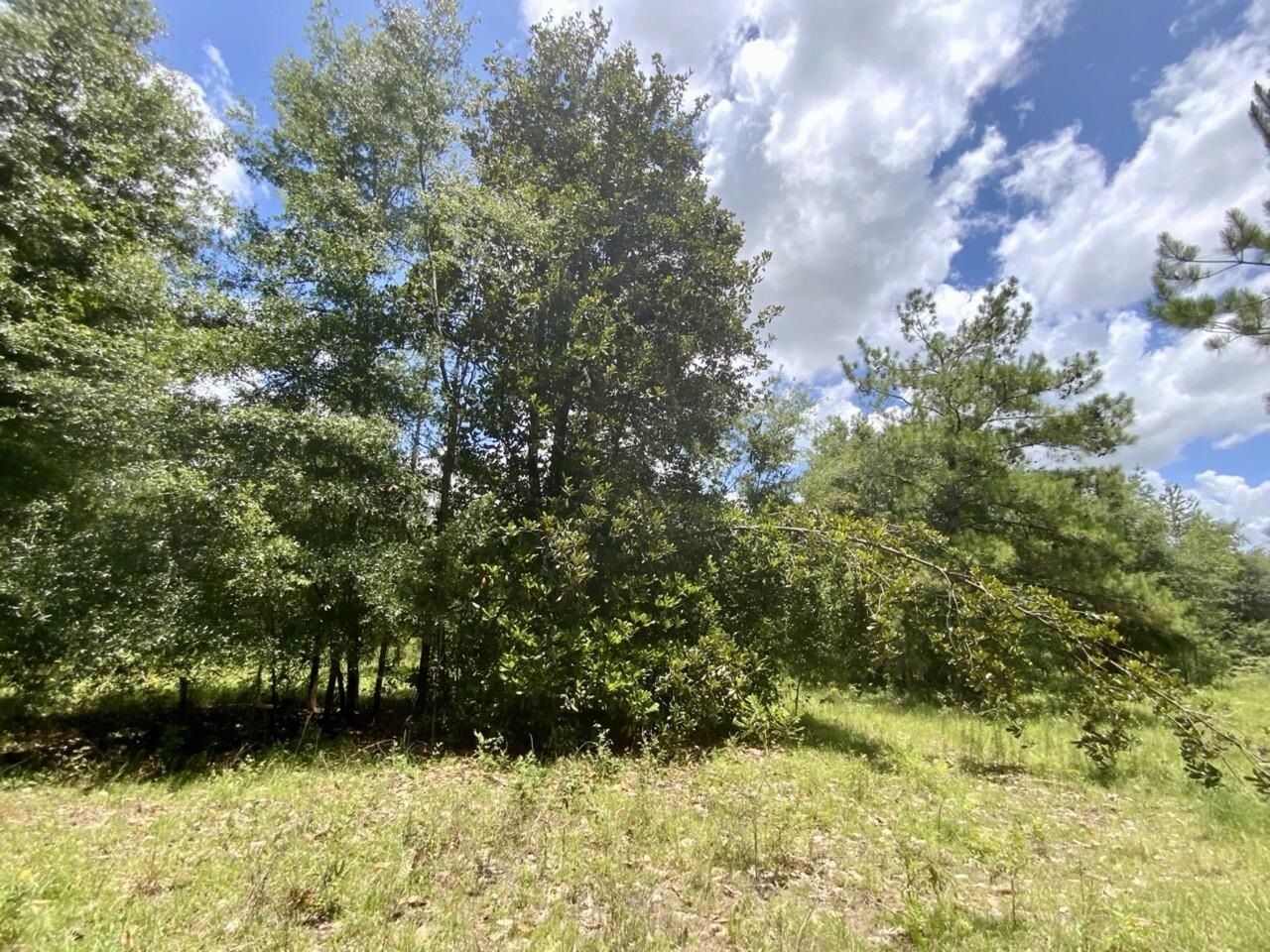 0 Northeast Dandelion Street Madison, FL 32340 - Photo 4 of 42